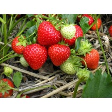 Strawberry Garden Figaro, P9 Pot, 1 pc, Summer 2024