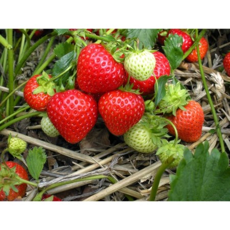 Strawberry Garden Figaro, P9 Pot, 1 pc, Summer 2024