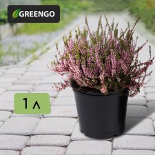 Pot for seedlings, 1 l, d = 13 cm, h = 10.5 cm, black, Greengo