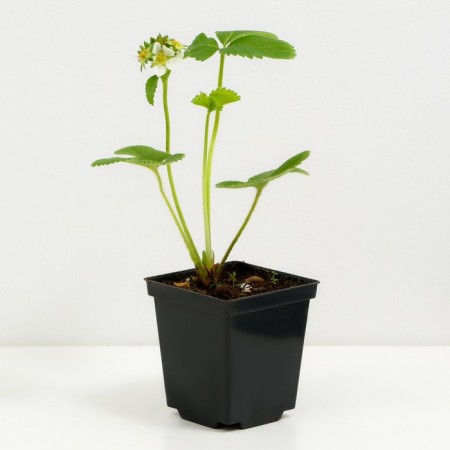Strawberry garden allegro, p9 pot, 1 pc, summer 2024-1