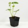 Strawberry garden allegro, p9 pot, 1 pc, summer 2024
