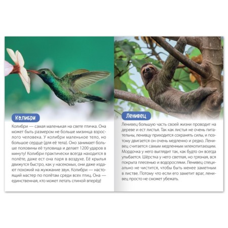 The training book "Animals of South America", 20 p.-1