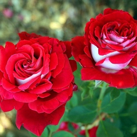 Osiriy Rosa seedling, pot of C4, summer 2024