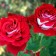 Osiriy Rosa seedling, pot of C4, summer 2024