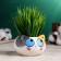 Pot "kitten" 9x6cm, mix