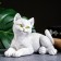 The figure "cat lies" white, 18x13x13cm