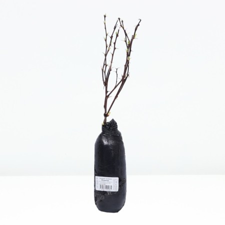 Barberry Tunberg "Rosetta" 1 pc, tube, spring 2024-2