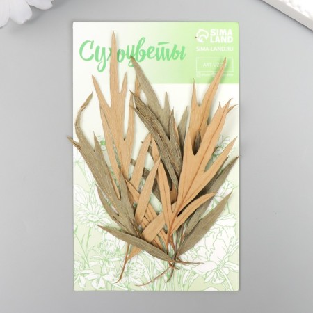 Сухоцвет "Лист полыни горькой" бежевый h=5-8 см-3