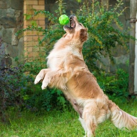 The croaking ball for dogs is large, hard, 9.5 cm, green-6