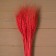 Dry Column of wheat, set 50 pcs., Red color