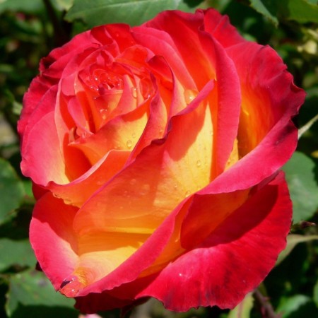 Sahenian Rosa "Fredship", Tuba, Spring 2025