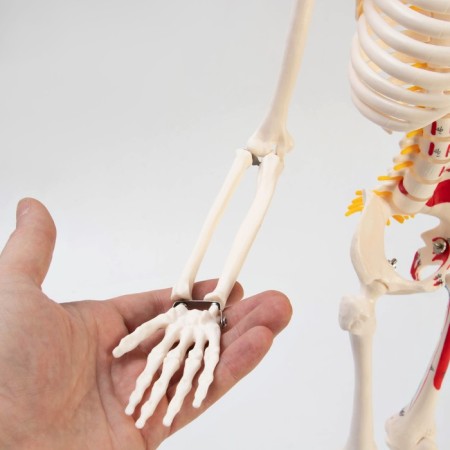 Model "Human Skeleton" 85cm-4