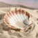 Shell decorative scallop, 10-12 cm