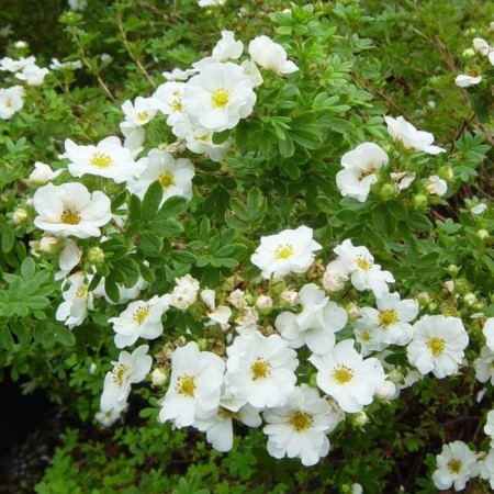 Seedling Kuril tea (cinquefoil) Mount Everest, pot P9, summer 2024