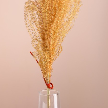 Set of dried flowers "Miscantus", banch 3-5 pcs, length 60 (+/- 6 cm), orange-1