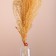 Set of dried flowers "Miscantus", banch 3-5 pcs, length 60 (+/- 6 cm), orange