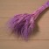 Dry Colossus of wheat, set 50 pcs., Purple color