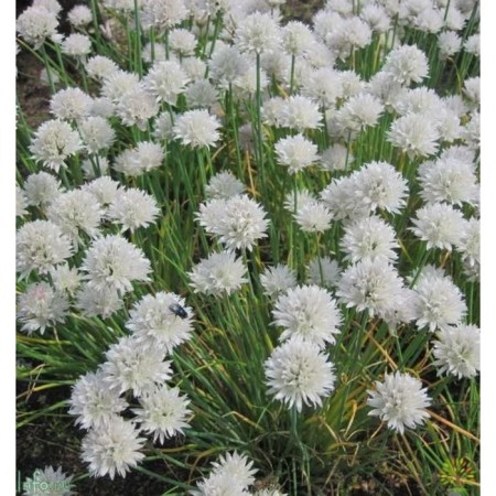 Luke Shnitt (Skorod onion) White Uan, C2 pot, 1 pc, summer 2024
