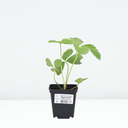 Strawberry Garden Darselect, P9 Pot, 1 pc, summer 2024-2