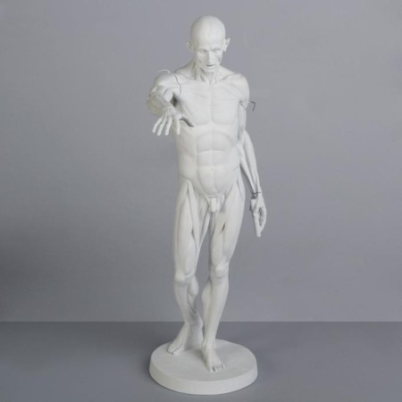 Gypsum figure is anatomical: Gudon, 73.5 cm-1