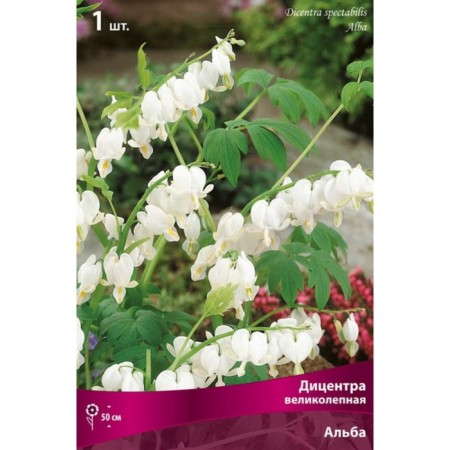 The Gorgeous Alba Doculter, 1 pc, rr I, spring 2025-2