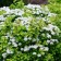 Spirea Birch-leaved Thor, C2 pot, H10-50 height, 1 pc, summer 2024