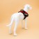 C9 sloping is soft reflective, size xl, og 80-95 cm, weight 30-45 kg, red