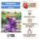 Gladiolus large-flowered Alpha, rr 8/10, 7 pcs,