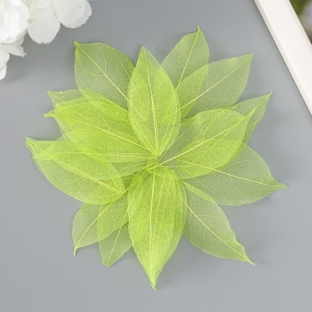The leaves skeletoned for creativity are "green" set 20 pcs h = 6-6.5 cm-2