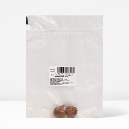 Crocus Mix Mix, rr 7/8, 3 pcs, economy, autumn 2024