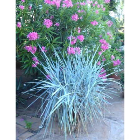 Golosnyak (Elimus) Sandy Blue Dun, C2 pot, H10-50 height, 1 pc, summer 2024