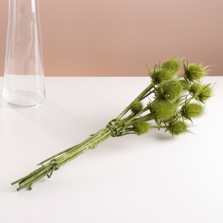 Set of dried flowers "Brush", banch 7-8 pcs, length 50 (+/- 6 cm), green-3