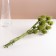 Set of dried flowers "Brush", banch 7-8 pcs, length 50 (+/- 6 cm), green