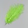 Feather of ostrich 15-20 cm, light green