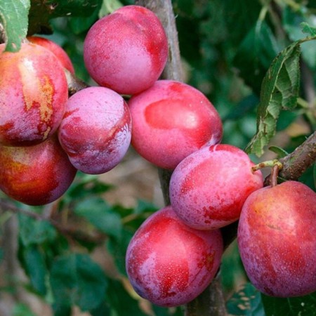 Plum seedlings vaccinated community, pot 9*9*14, summer 2024