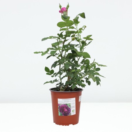 Rose Floribunda Mr., C3.5 pot, H25-45, 1 pc, summer 2024-2