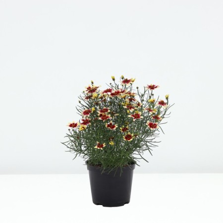 Coreopsis Sanstar Rose, pot C2, 1 pc, summer 2024-1