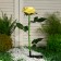 Garden lamp on the sunny battery "Rosa Yellow", 75 cm, 5 LED, glow white glow