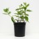 Hydrangea blizzard Grandiflora, C3 pot, H10-50 height, 1 pc, summer 2024