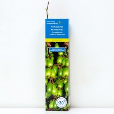 Actinidia Kolomikt (North Garden series) 