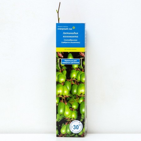 Actinidia Kolomikt (North Garden series) "September", 1 pc, tube, spring 2025