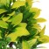 Artificial aquarium plant, 15.5 x 12 x 20.5 cm