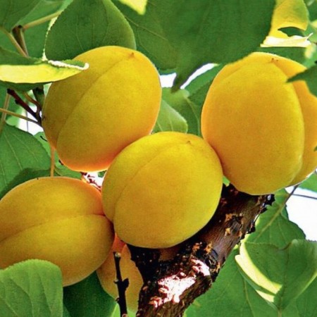 Sahenian apricot Peter Komarov, pot 2l., Summer 2024