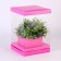 Box for flowers with a vase and PVC windows are folding, 16 x 23 x 16 cm, plain, pink