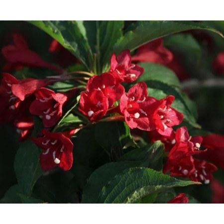 Weigela flowering Bristol Ruby, pot C2, 1 pc, summer 2024