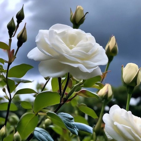 Sahenian Rose "Schneevithen", Tuba, Spring 2025
