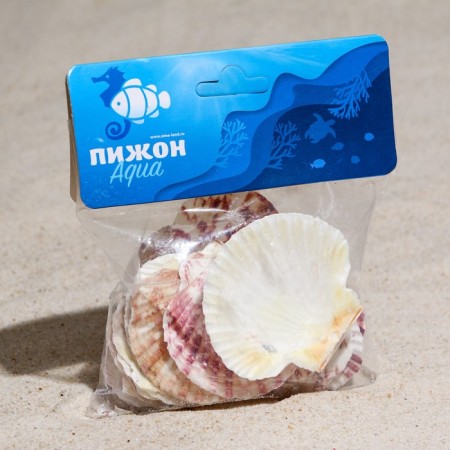 A set of shells, "piesidatus scallop", size 4 - 6 cm, 100 g-3