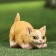 Garden figure "Kitten on the hunt" 8x15x11cm mix