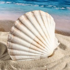 Shell decorative scallop, 10-12 cm
