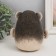 Growing gift Eco -Zhizhivchik "Hedgehog" Gift packaging mix